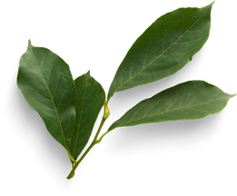 Isolated Cutout PNG
